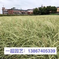 花叶芒 芒草基地 须芒草 精品花叶芒价格