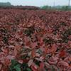 高杆茶花、红枫、樱花、紫薇、红花继木、春鹃、小叶黄杨、石竹