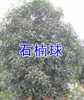 红叶李，海桐球，三角枫，大叶女贞，榔榆，广玉兰等