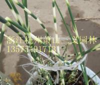 花叶水葱、花叶菖蒲、花叶玉蝉花