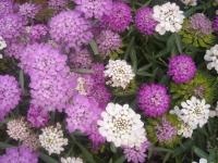 蜂室花、凤仙花（单瓣）、凤仙花（重瓣）、高雪轮