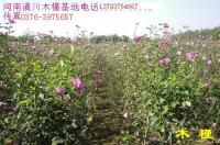 木槿价格，栀子花价格，日本樱花价格，红叶李价格，八月桂花价格