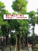秋枫