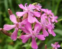 大量供应钓钟柳、堆心菊、蛾蝶花、高山紫菀等宿根花种