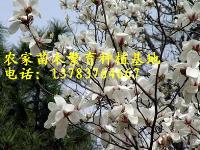 广玉兰价格，白玉兰价格，辛夷价格，紫玉兰价格，红玉兰价格，黄