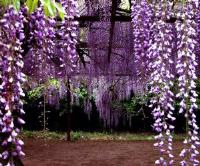 木芙蓉、四月雪、紫荆、紫叶小檗、紫珠、紫叶矮樱价格表