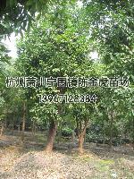 香泡