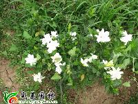 供应栀子花