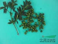 江西罗汉松，九江罗汉松种子，