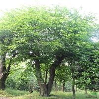 湖南朴树、供应朴树、朴树价格、移栽朴树、截杆朴树