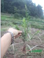 【南方红豆杉】一年苗