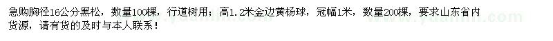 求购胸径16公分黑松100棵、高1.2米金边黄杨球200棵