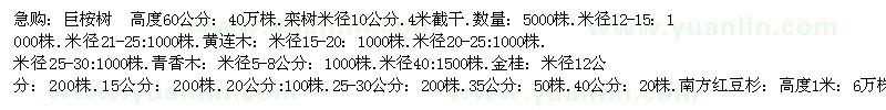 求购巨桉树  高度60公分