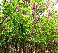 供应香花槐/山东香花槐低价格批发