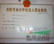 嫁接紅心猕猴桃、良種核桃、香樟、香椿、桃樹等苗