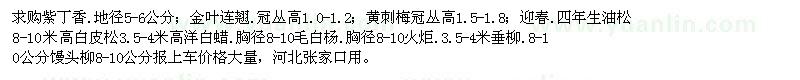 求购紫丁香、金叶连翘、黄刺梅等