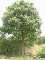 野生香樟价格，苗圃香樟价格，香樟树价格