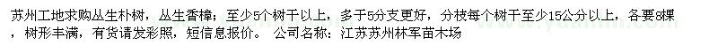 求购丛生朴树，丛生香樟