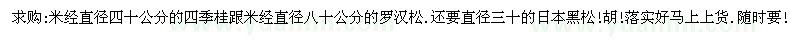 求购四季桂 罗汉松. 日本黑松