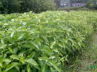 香樟 供应香樟小苗 泡桐 木荷 黄菊 送货上门 包移植。