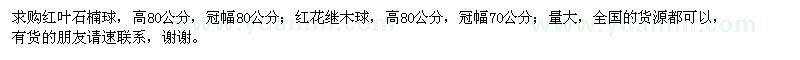 求购红叶石楠球、红花继木球