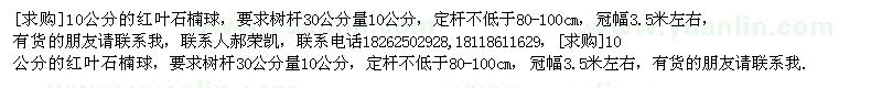 求购10公分的红叶石楠球