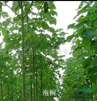 河南泡桐1/泡桐1批发