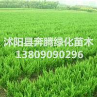 彩色绿化苗木小苗红花继木小苗 龙柏小苗、地柏小苗、洒金柏