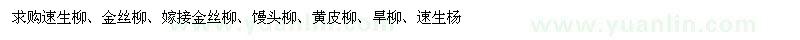 求购速生柳、金丝柳、嫁接金丝柳