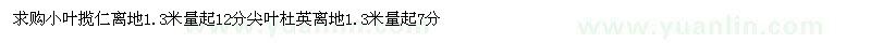求购小叶揽仁离地1.3米量起12分 尖叶杜英离地1.3米量起7分