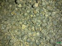 紫薇种子
