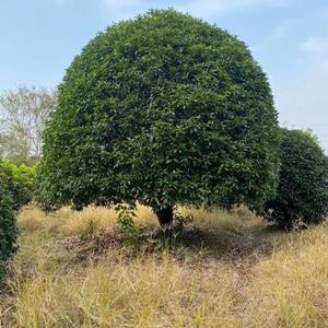 桂花 精品桂花基地 浙江桂花价格 精品桂花房地产适用