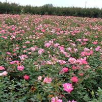 供应丰花月季价格、丰花月季图片、丰花月季绿化苗木苗圃基地