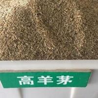 高羊茅种子价格-高羊茅草坪图片-高羊茅草坪产地苗圃直销