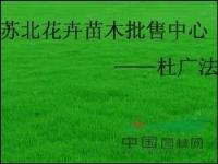 黑麦草、马尼拉、高羊茅、四季青等各种草坪草种