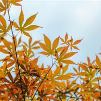 美国红枫 日本红枫 青枫 红枫小苗 青枫小苗