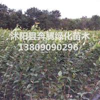 街道树 垂丝海棠 垂丝海棠小苗