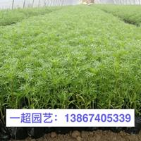 波斯菊 波斯菊基地直销 波斯菊价格