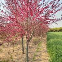 红花紫薇、紫叶碧桃、白杨树、107杨树苗、108杨树苗、