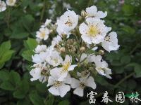 蔷薇，蔷薇小苗，蔷薇花，别称：野蔷薇，江苏蔷薇基地，蔷薇价格