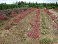 江苏沭阳基地低价供应批发红枫、樱花、海棠