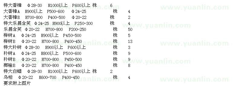 求购特大香樟、乐昌含笑、桦树、榔榆、白蜡、乌桕