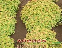 金山绣线菊