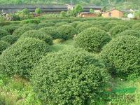 湖南龟甲冬青球 龟甲冬青 龟甲冬青价格 龟甲冬青基地 龟甲冬青供应