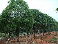 湖南桂花树 桂花球 桂花苗 桂花价格 八月桂 金桂 四季桂 桂花照片 桂花基地