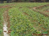 湖南油茶苗 湖南油茶树 油茶苗基地 油茶照片 油茶价格 大油茶树