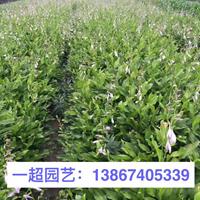 青叶玉簪 玉簪基地直销