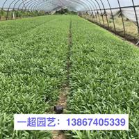 大花金鸡菊 金鸡菊基地 金鸡菊批发