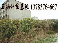 桂花价格，黄山栾树价格，石楠价格，紫薇价格，棕榈价格，广玉兰