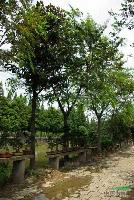 榔榆樹報價，苗圃榔榆价格